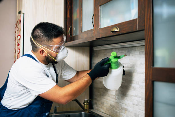 Best Local Pest Control Services  in Kelly Ridge, CA