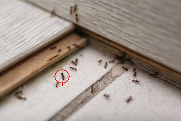 Reliable Kelly Ridge, CA Pest Control Solutions