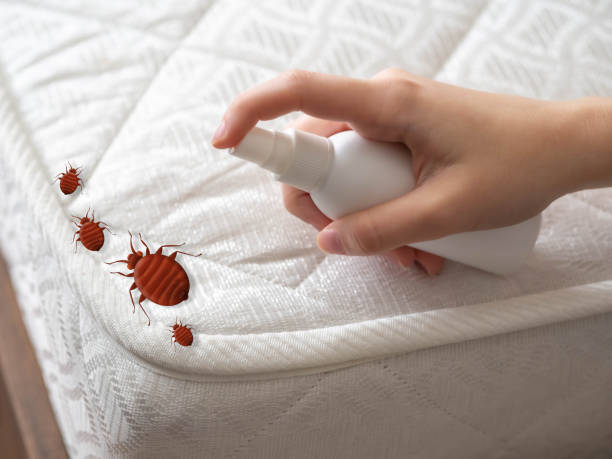 Best Bed Bug Extermination  in Kelly Ridge, CA