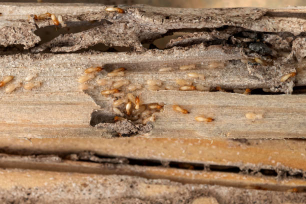 Best Wildlife Control Services  in Kelly Ridge, CA