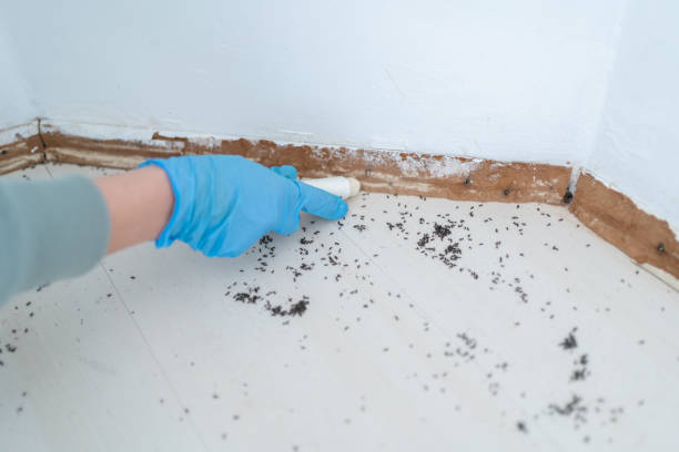Best Wasp Removal Services  in Kelly Ridge, CA